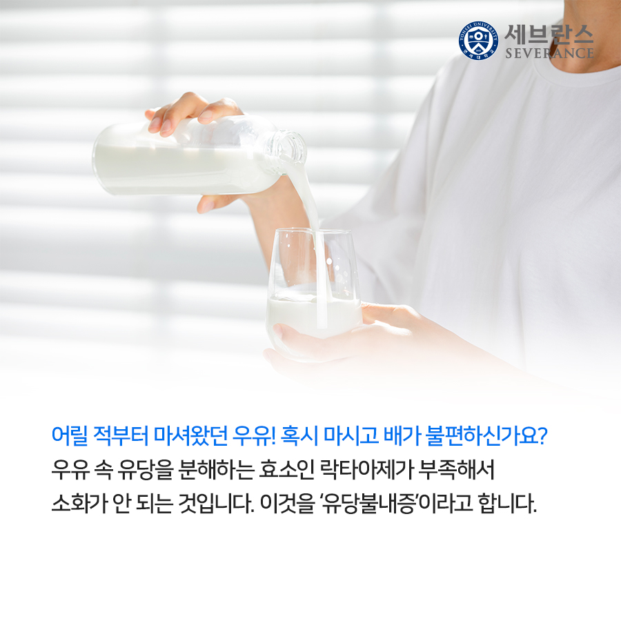 어릴 적부터 마셔왔던 우유! 혹시 마시고 배가 불편하신가요? 우유 속 유당을 분해하는 효소인 락타아제가 부족해서 소화가 안 되는 것입니다. 이것을 ‘유당불내증’이라고 합니다.