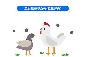 크립토콕쿠스증